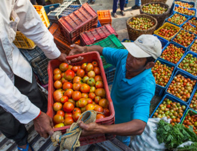 Farmer preparing his tomato crop to be sold