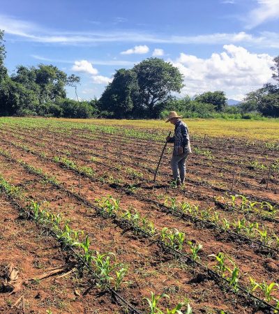 biofortified maize
