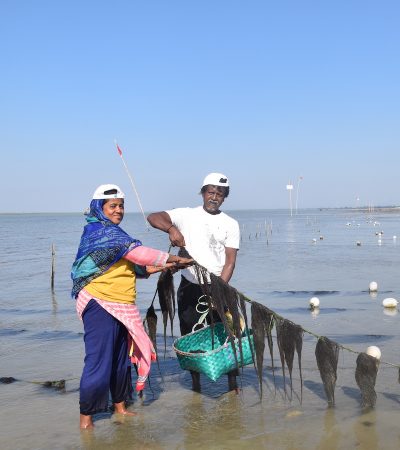seaweed farming