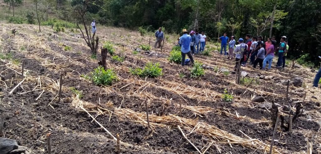 Grantees in Activities and agricultural production